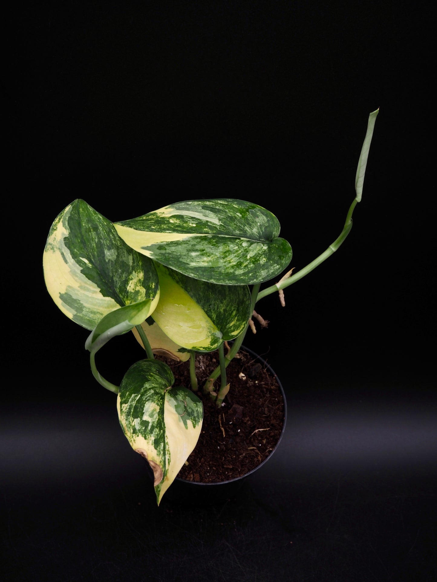 Scindapsus Jade Satiné Variegata