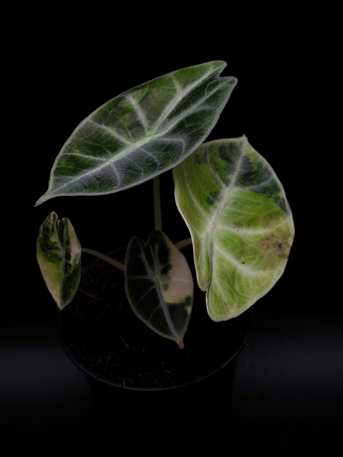 Alocasia Watsonia Glossy Aurea Variegata