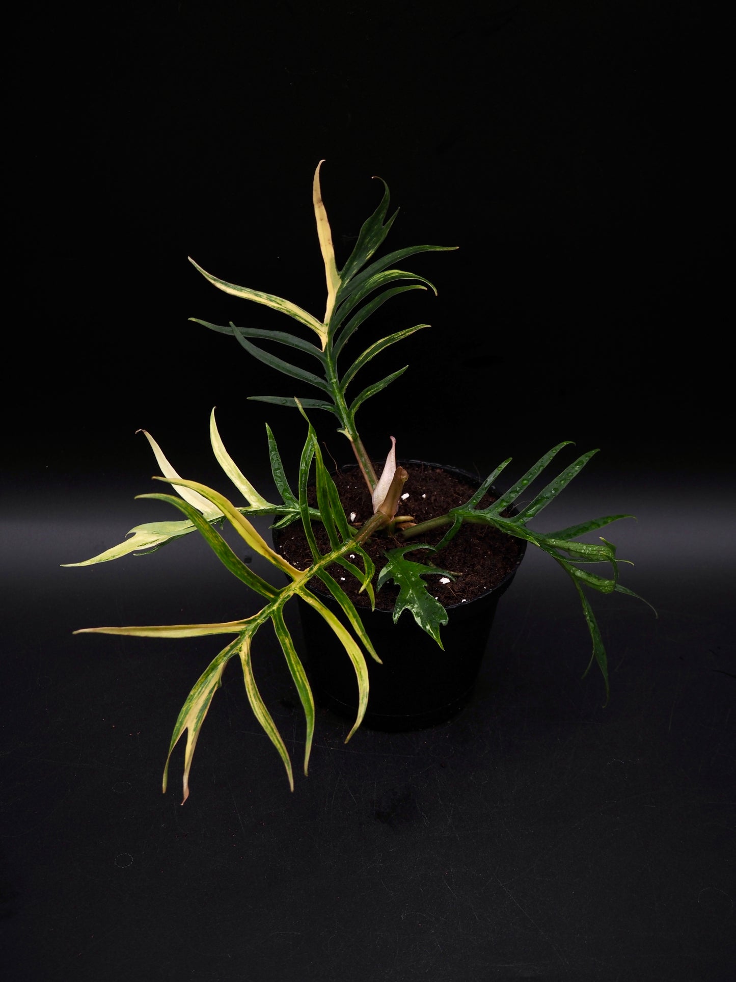 Philodendron Tortum Aurea