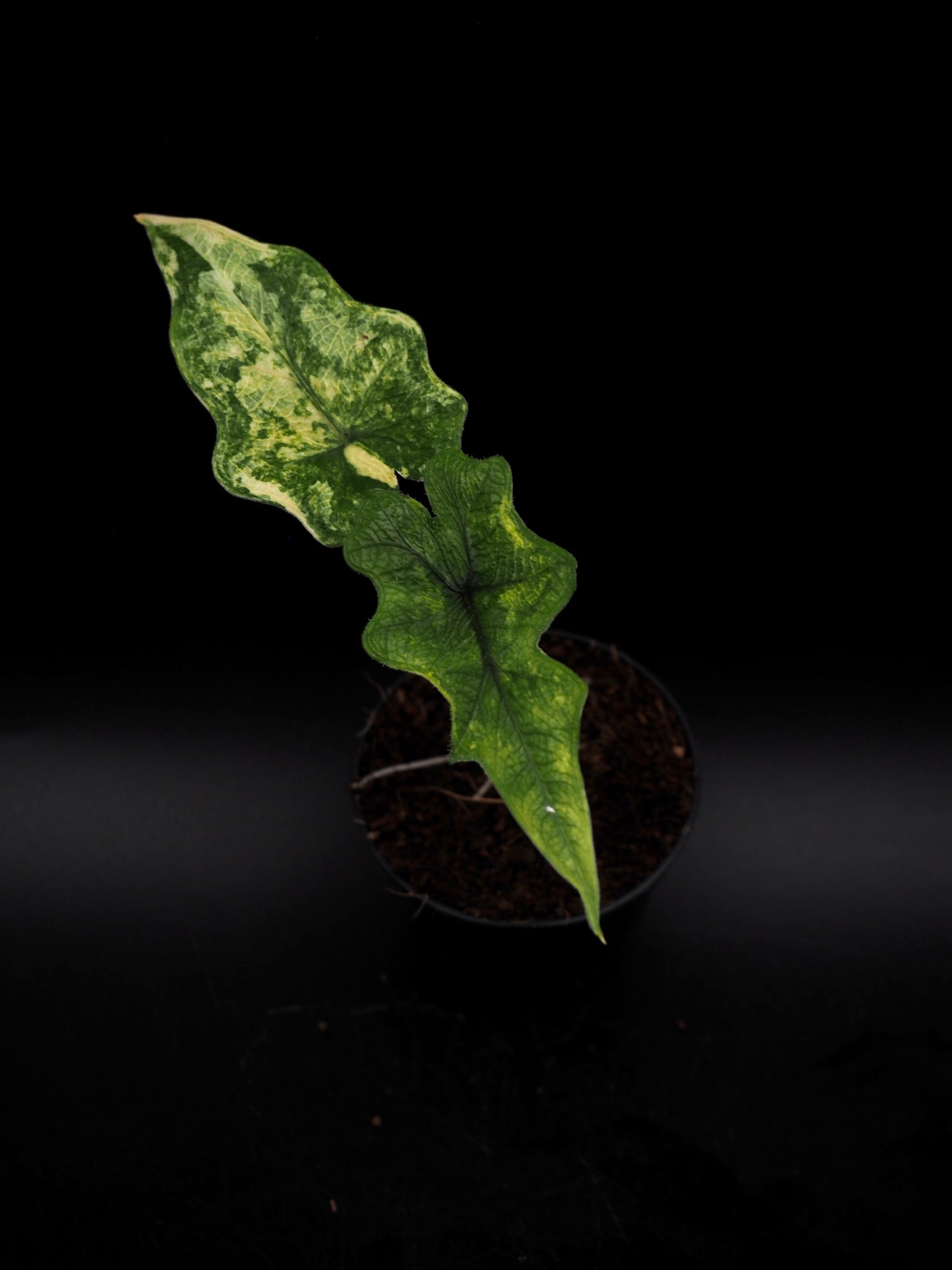 Alocasia Jacklyn Aurea Variegata