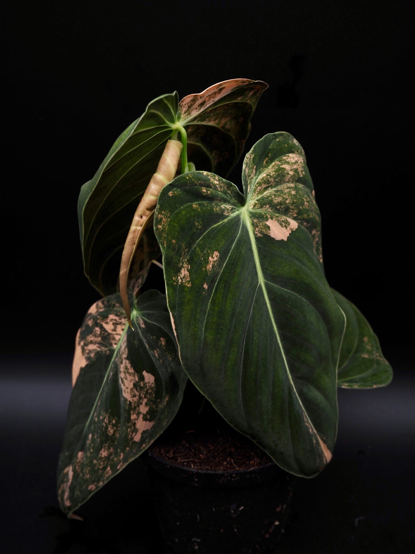 Philodendron Melanochrysum Bonfire