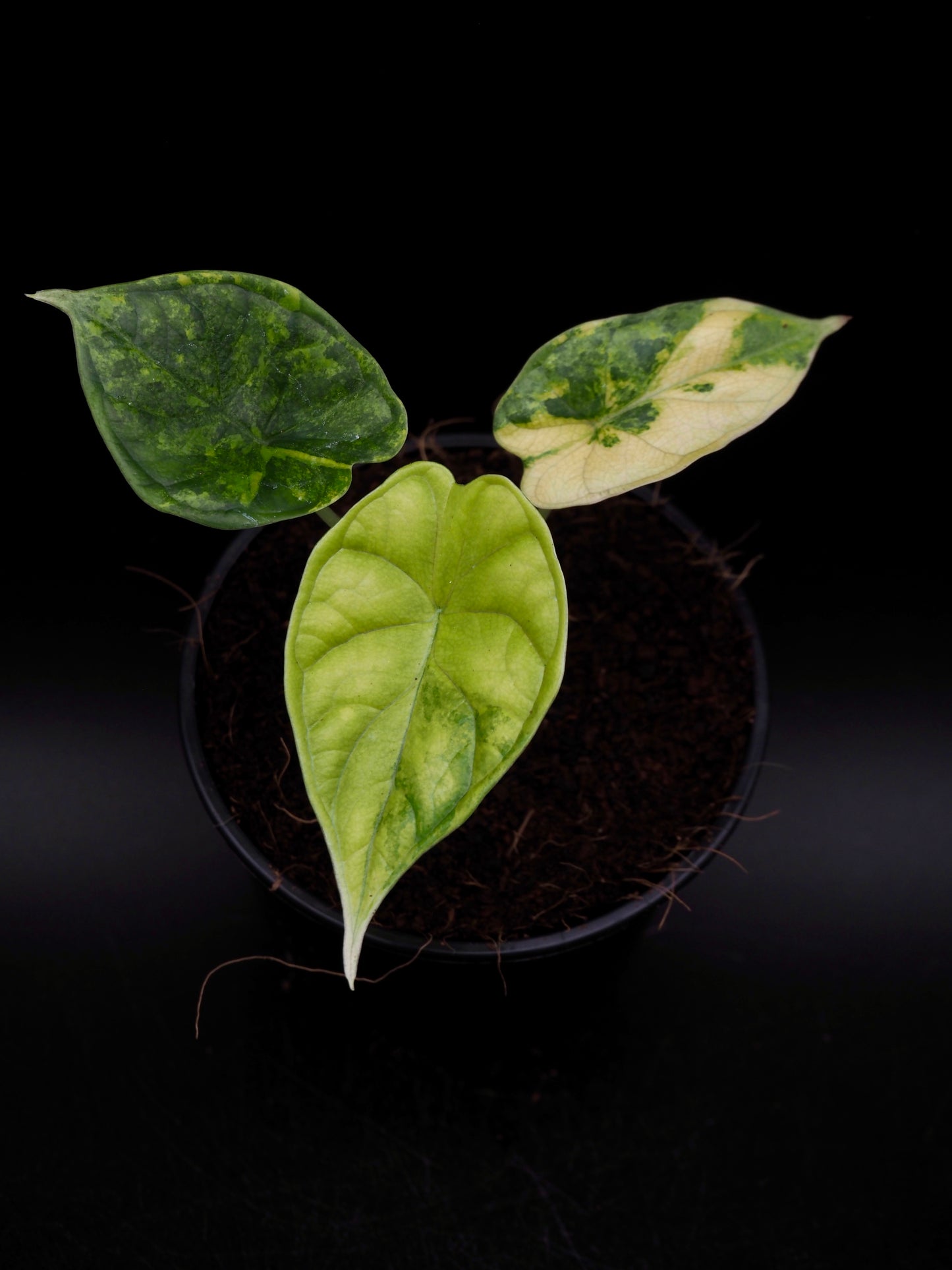 Alocasia Dragon Scale Aurea