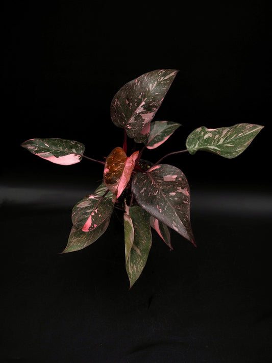 Philodendron Rose Princesse Galaxie