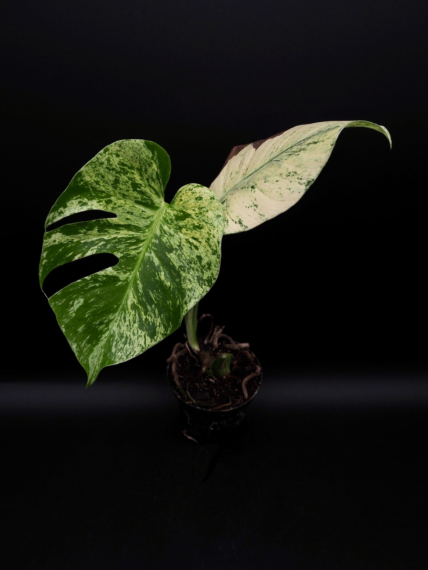 Monstera Deliciosa White Monster