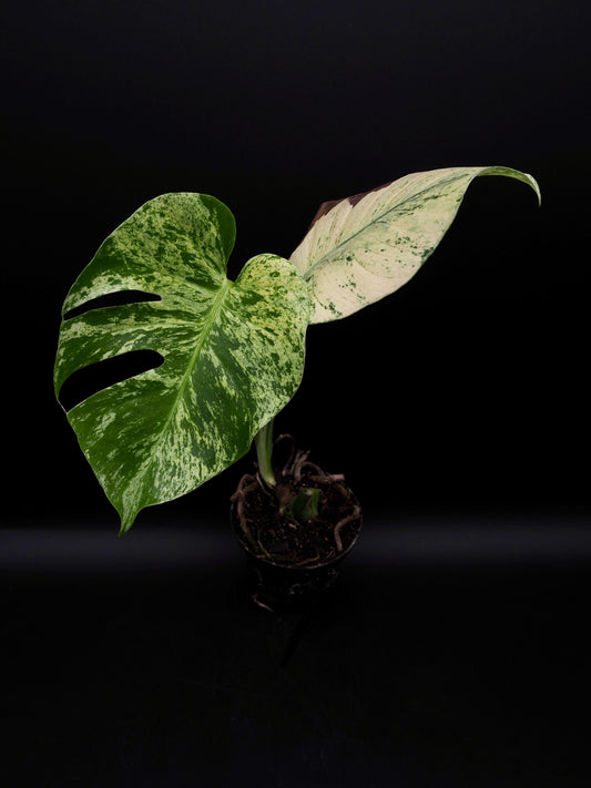 Monstera Deliciosa White Monster