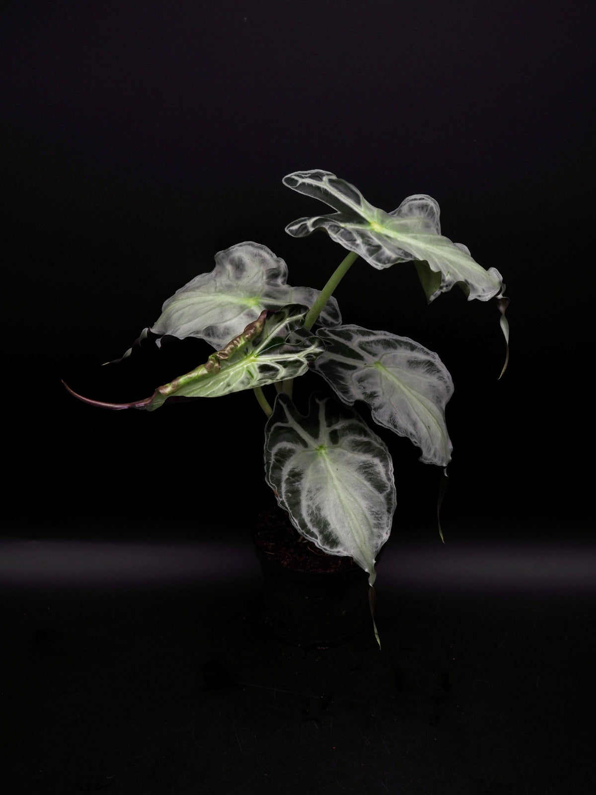 Alocasia Venom XL