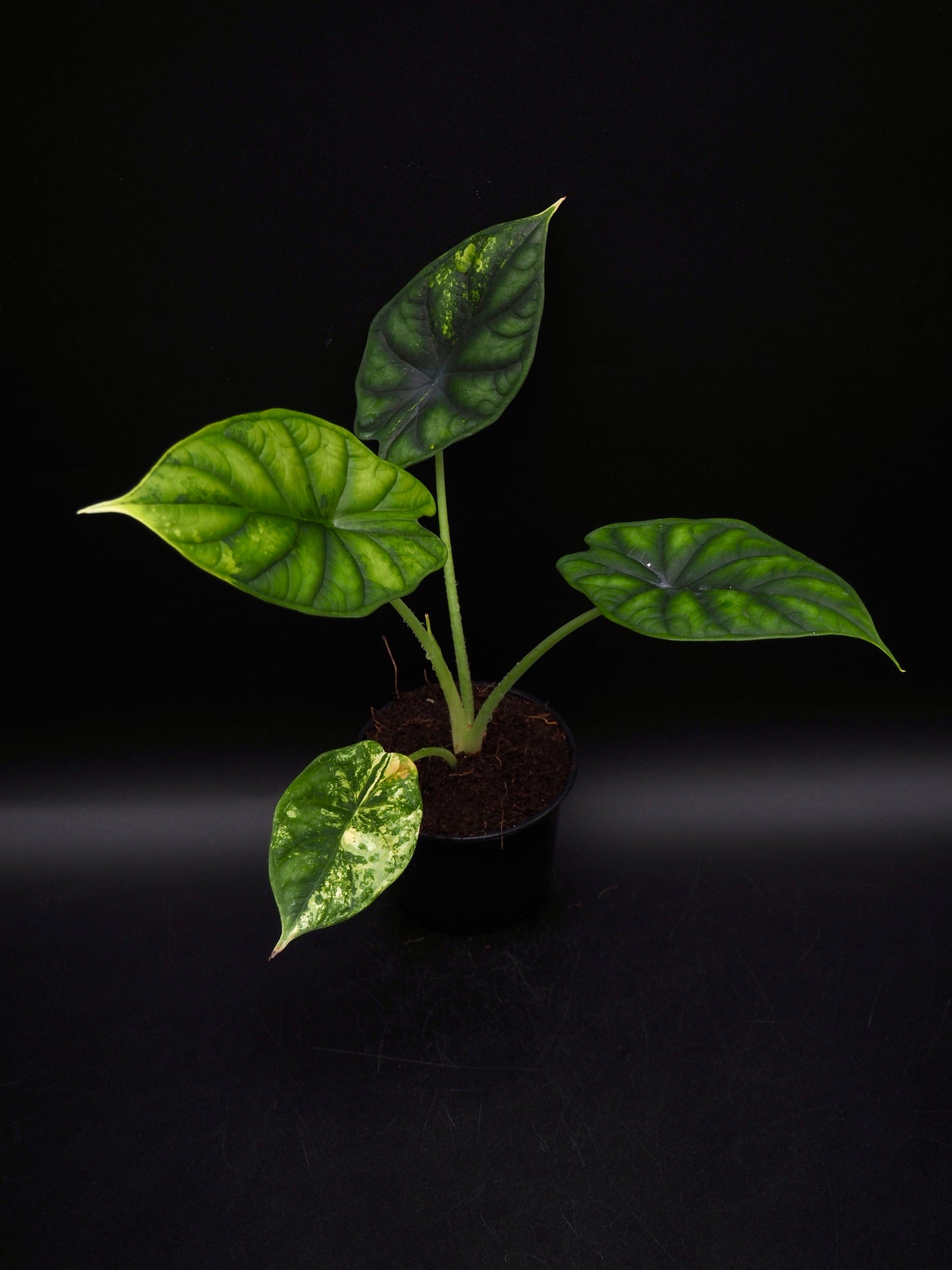 Alocasia Dragon Scale Aurea