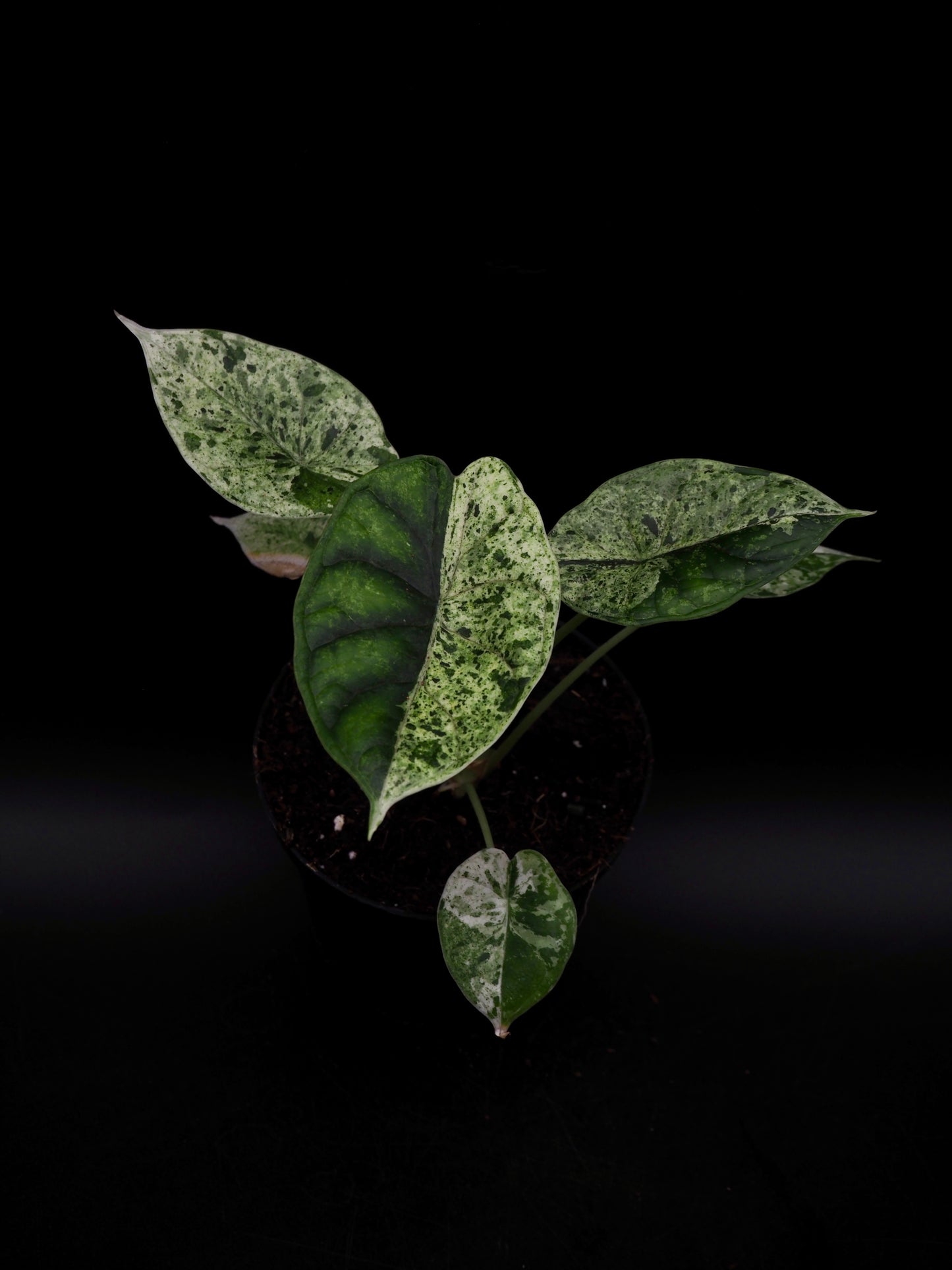 Alocasia Dragon Scale Mint Variegata