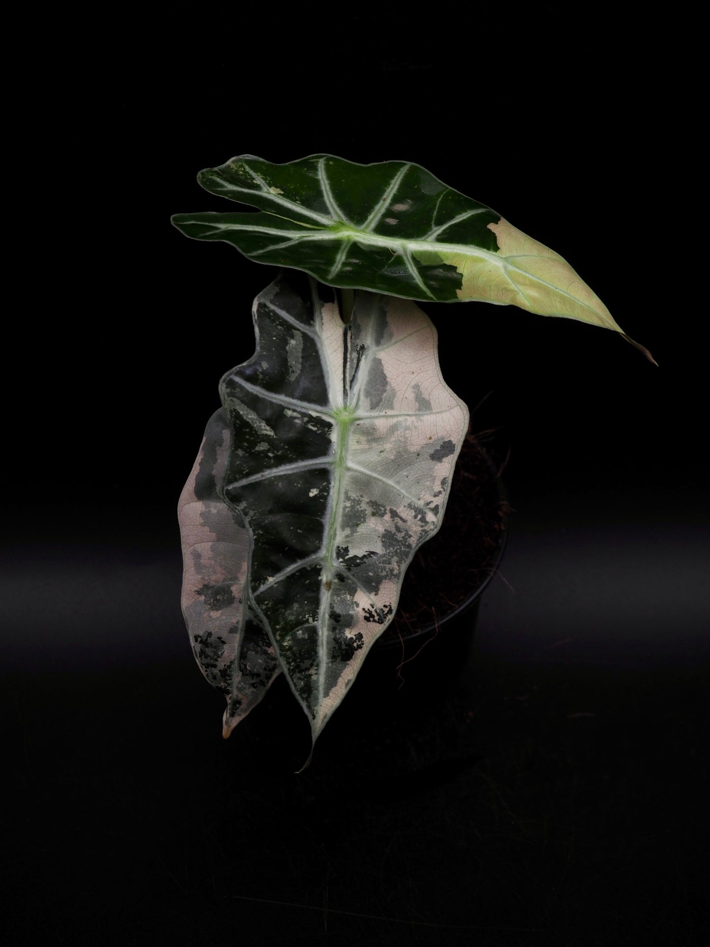 Alocasia Polly Rose Variegata