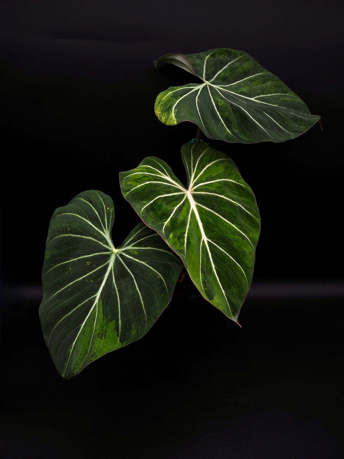 Philodendron Gloriosum Aurea