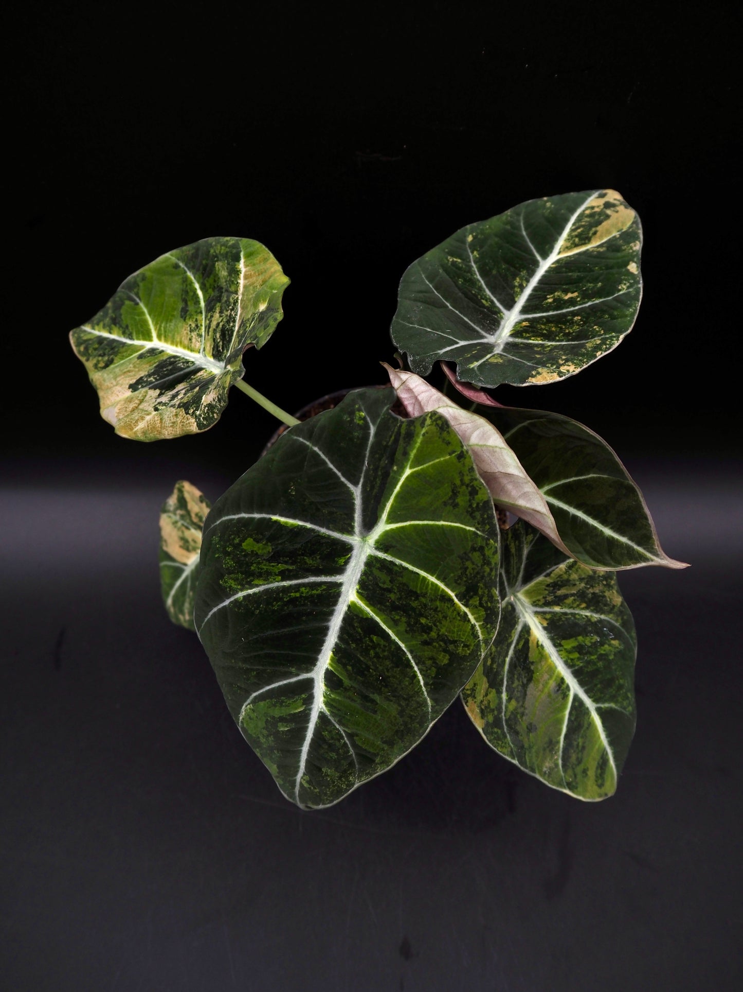 Alocasia Black Velvet Gold