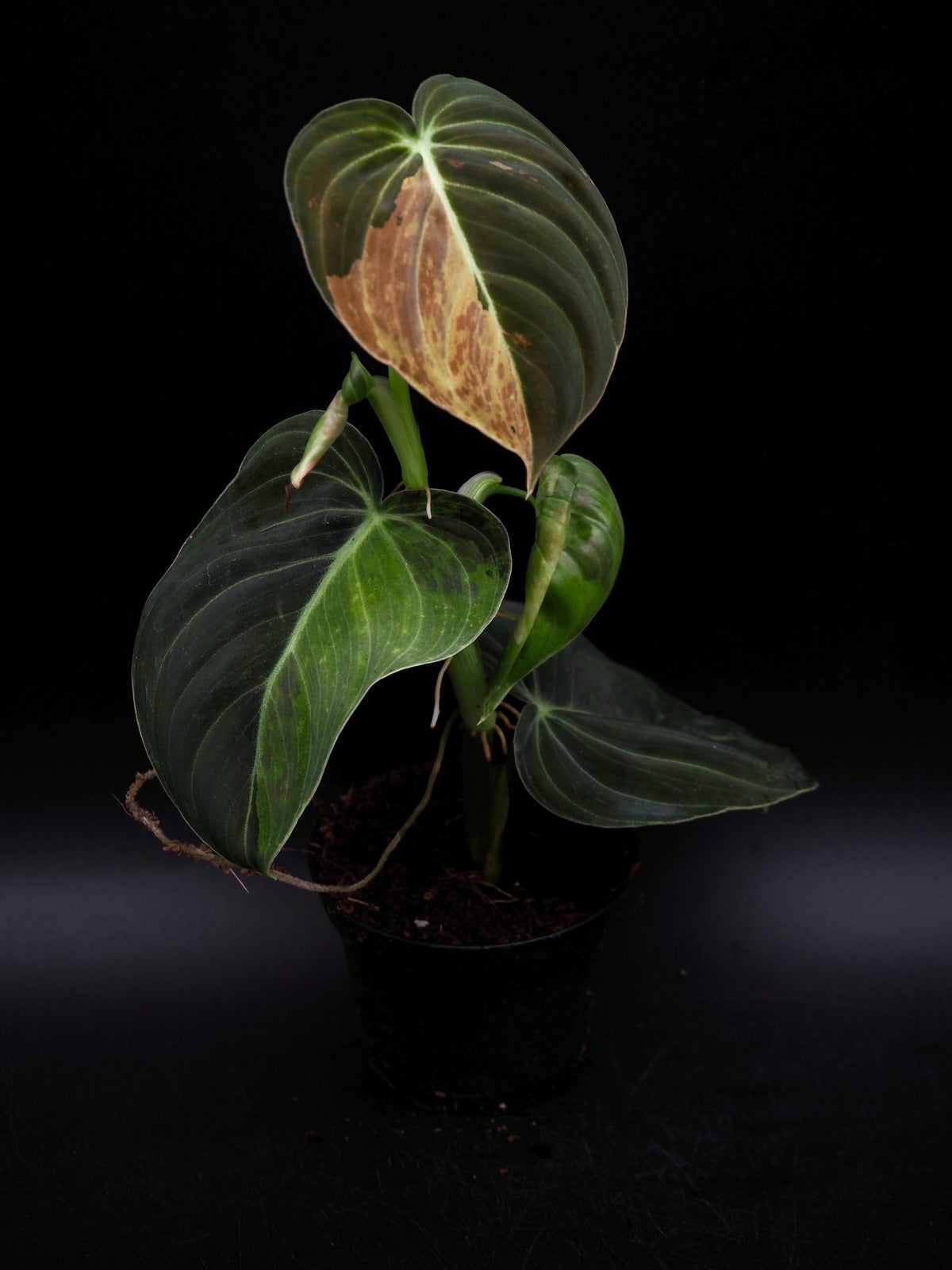 Philodendron Melanochrysum Variegata