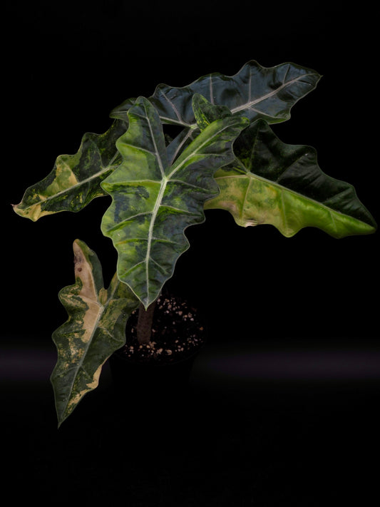 Alocasia Pseudo Sanderian Aurea Variegata