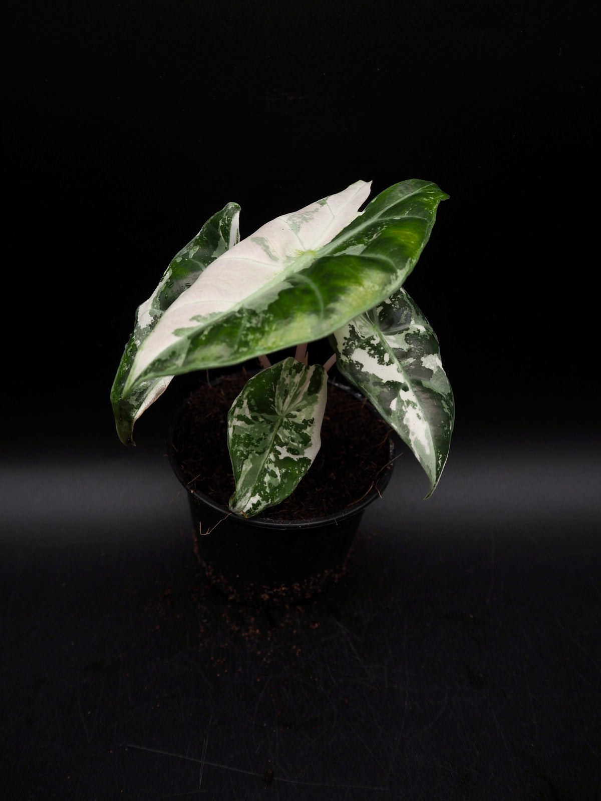 Alocasia Pink Dragon Albo Variegata
