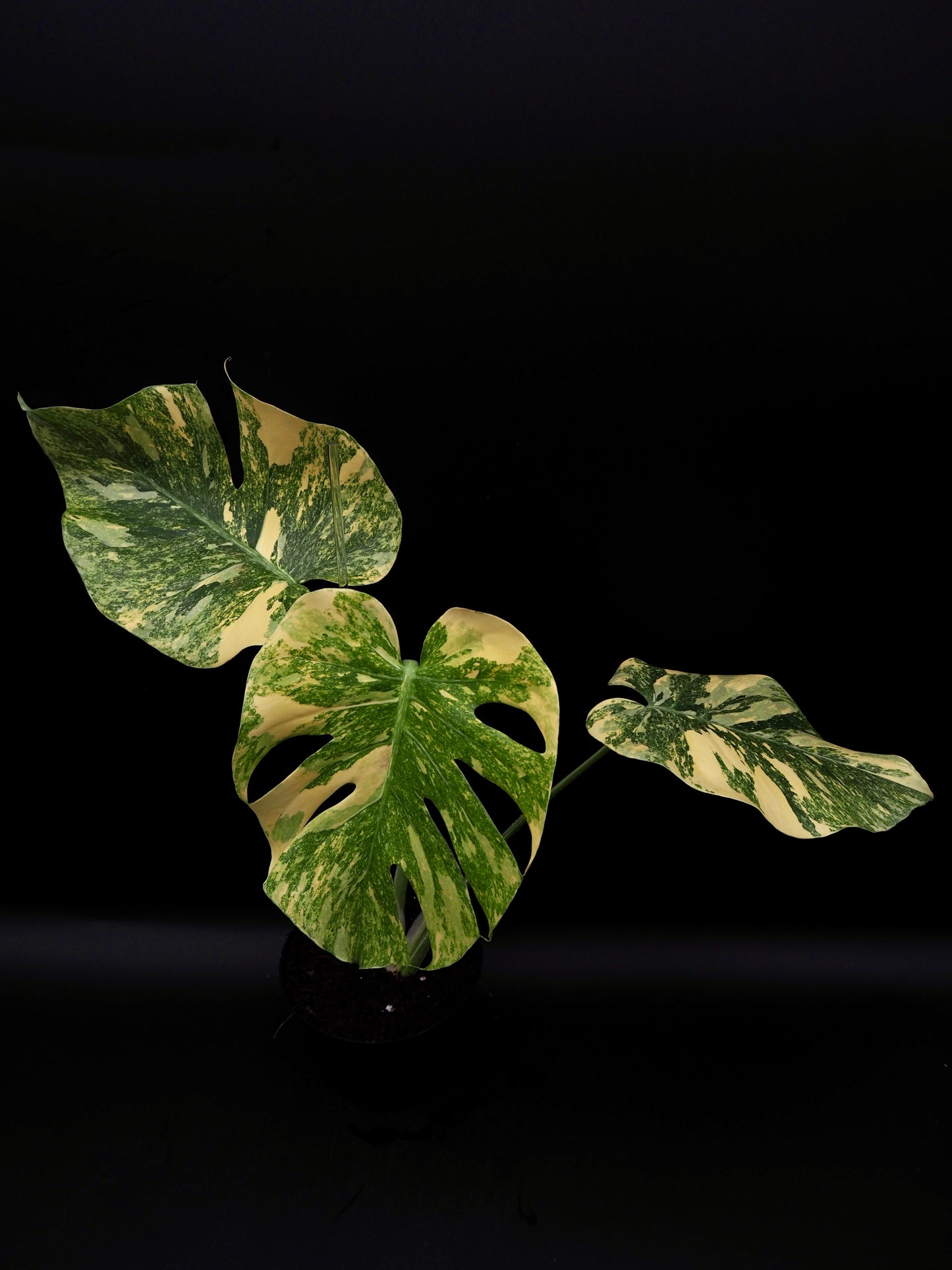 Monstera Thai Constellation Legacy