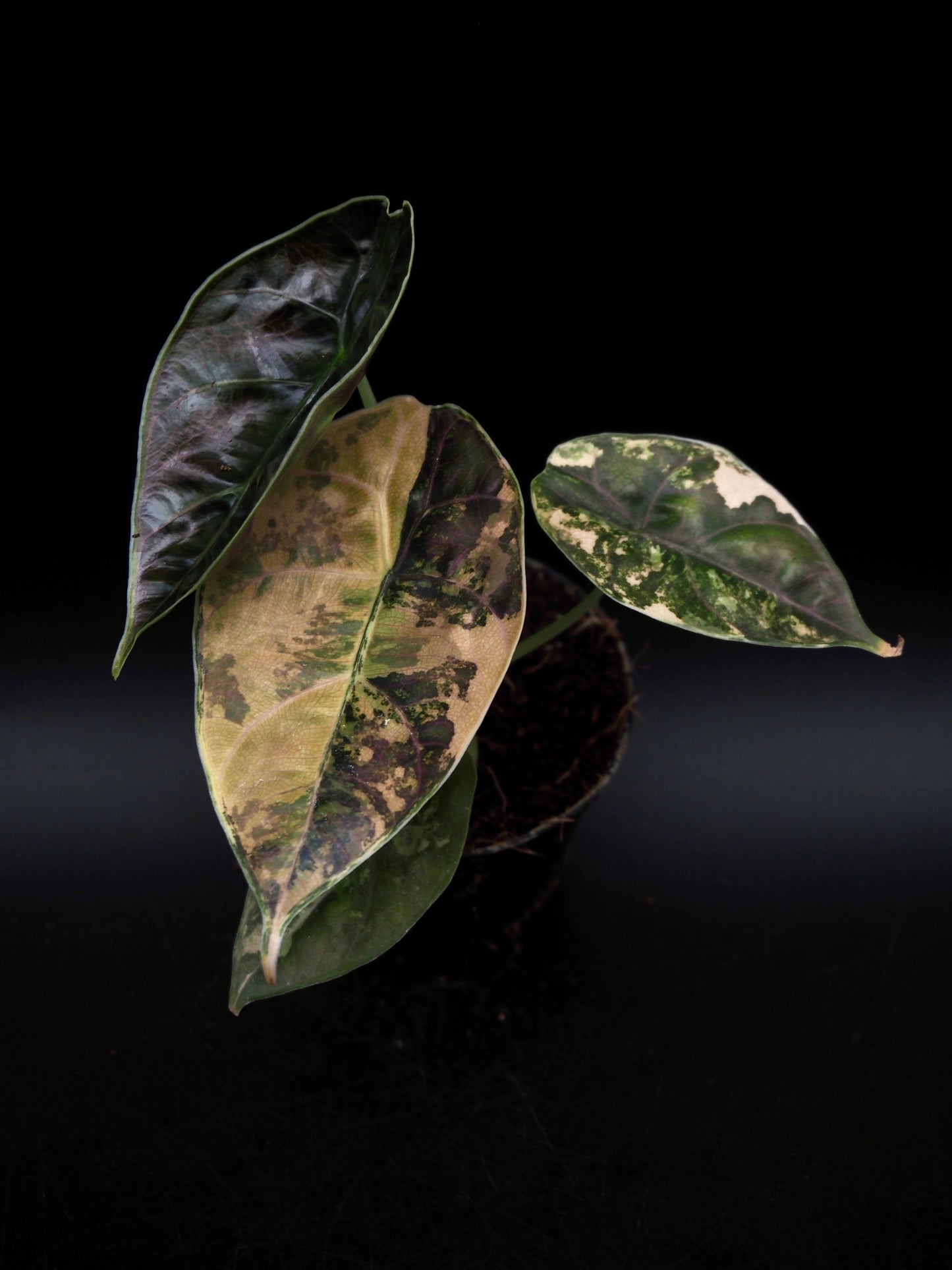 Alocasia Azlanii Aurea