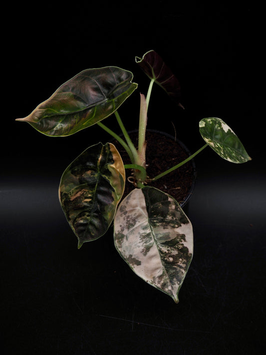 Alocasia Azlanii Aurea