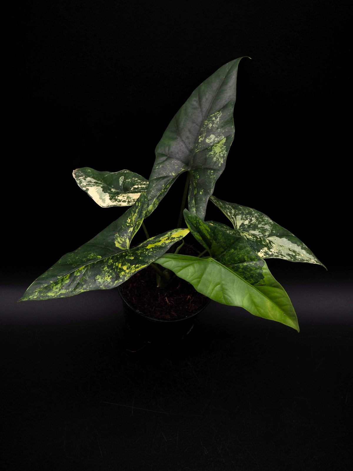 Alocasia Simpo Aurea