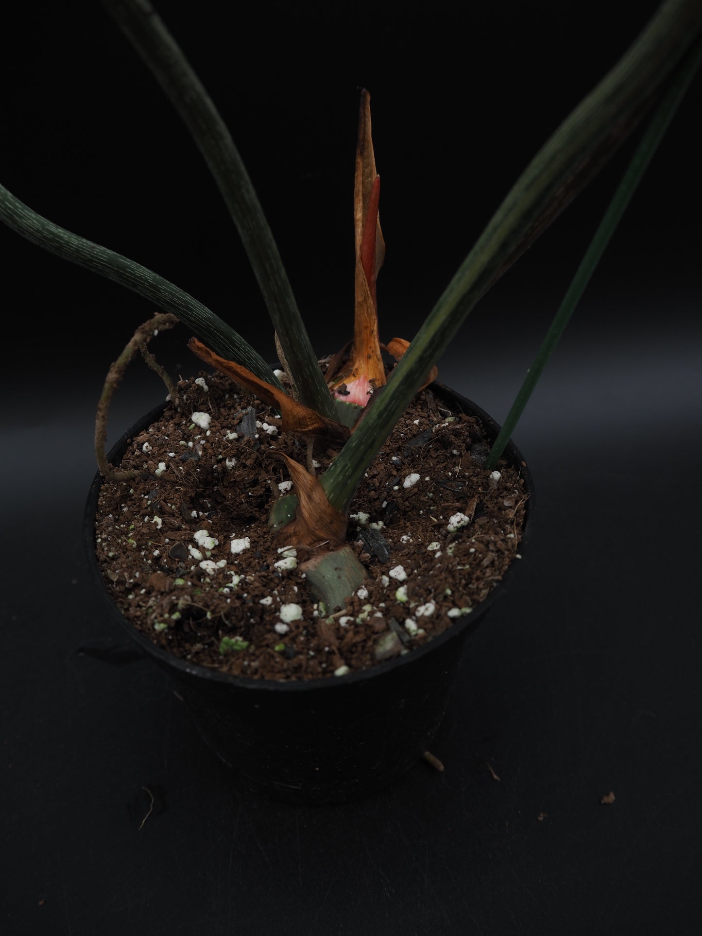 Philodendron Gloriosum Aurea