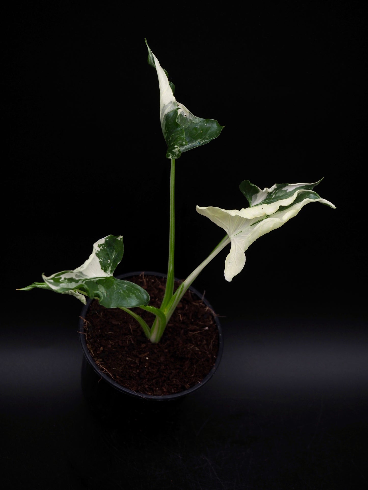 Alocasia Triangularis Albo