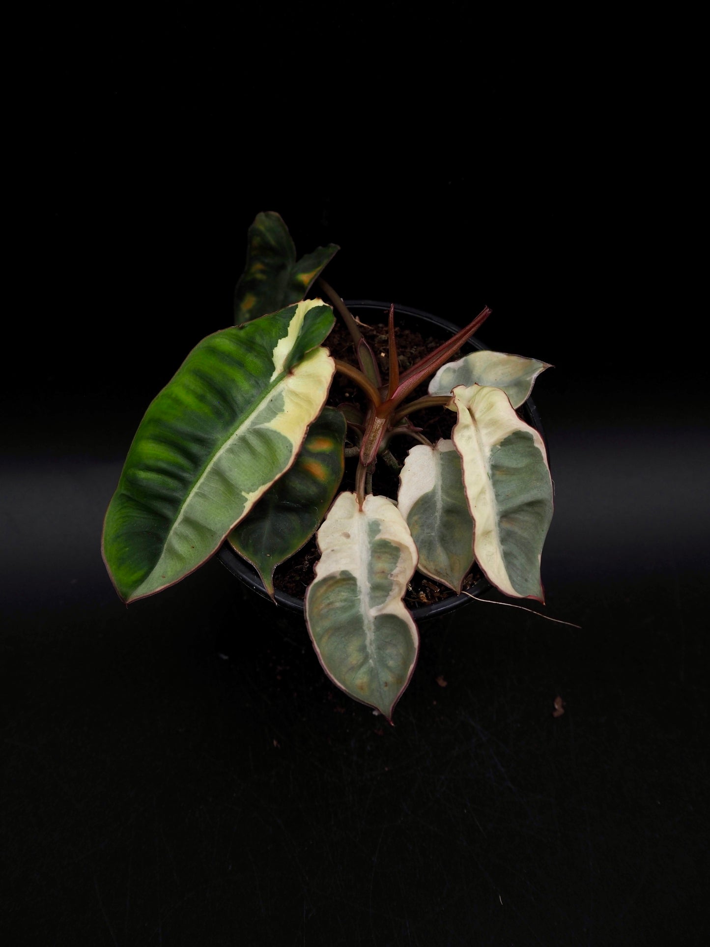 Philodendron Billietiae White Lava