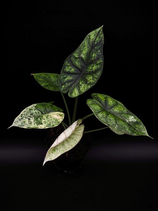 Alocasia Dragon Scale Mint Variegata