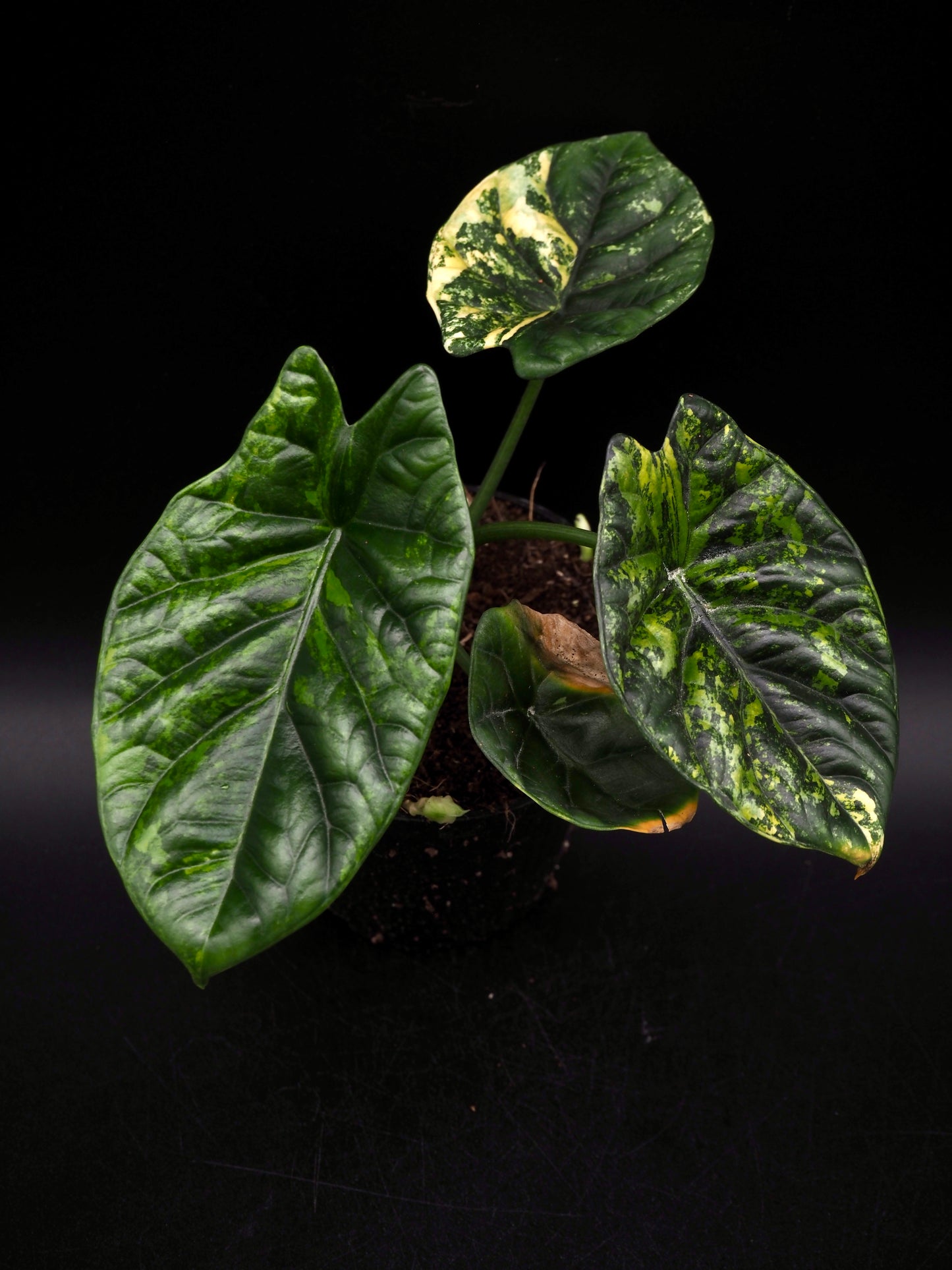 Alocasia Sinuata Aurea