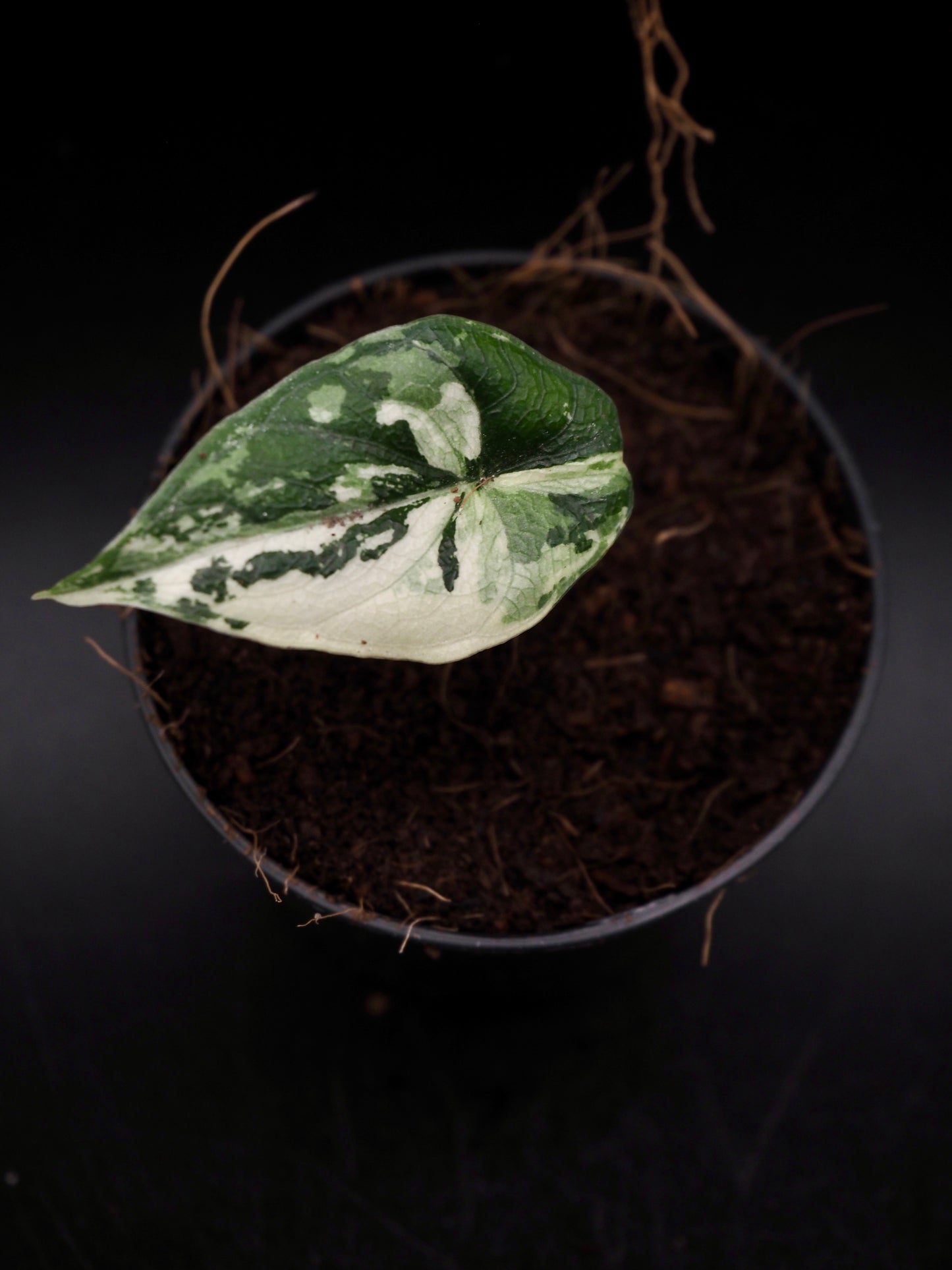Alocasia Melo Albo