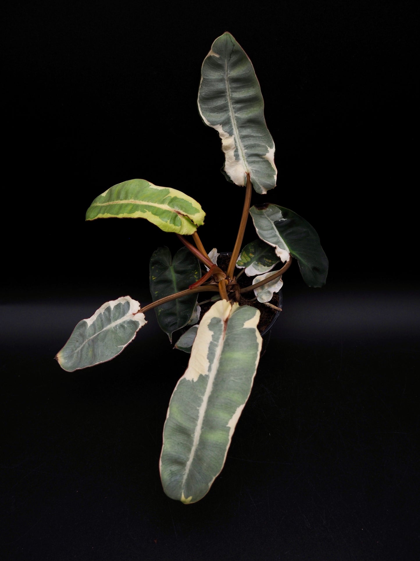 Philodendron Billietiae White Lava