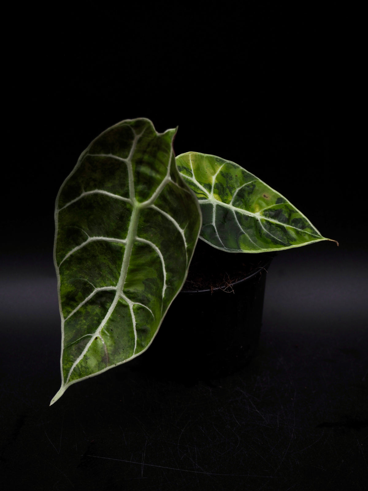 Alocasia Watsonia Doff Aurea