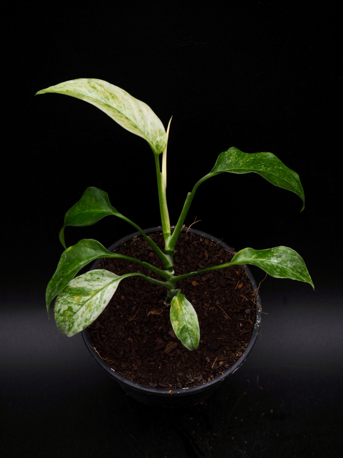 Monstera Laniata Mint