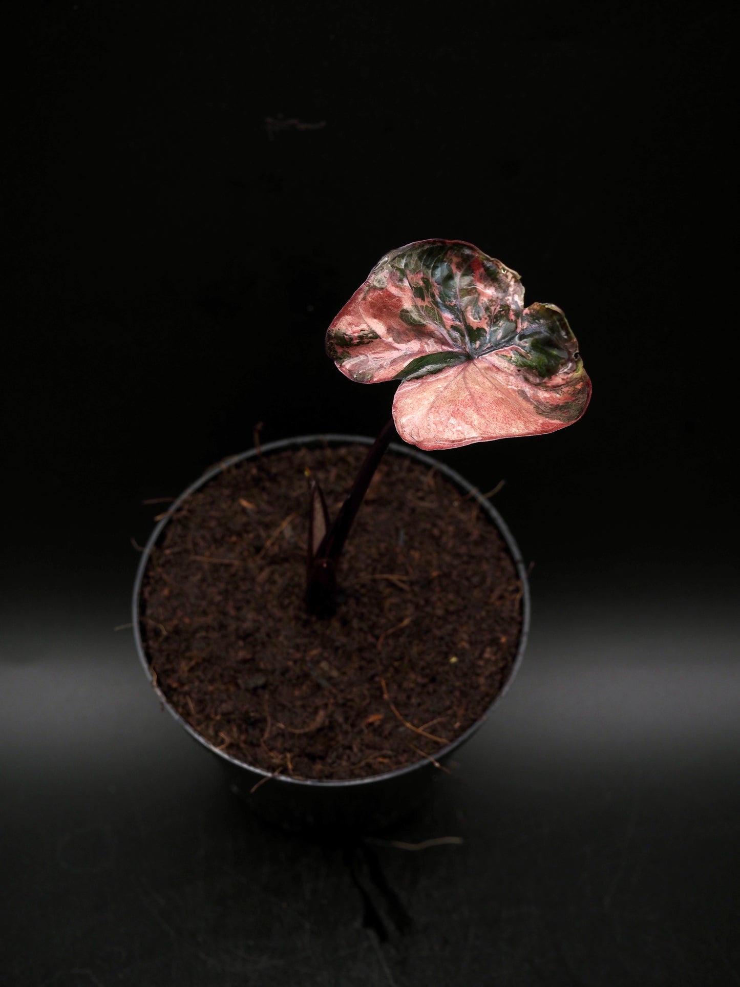 Alocasia Serendipity Variegata