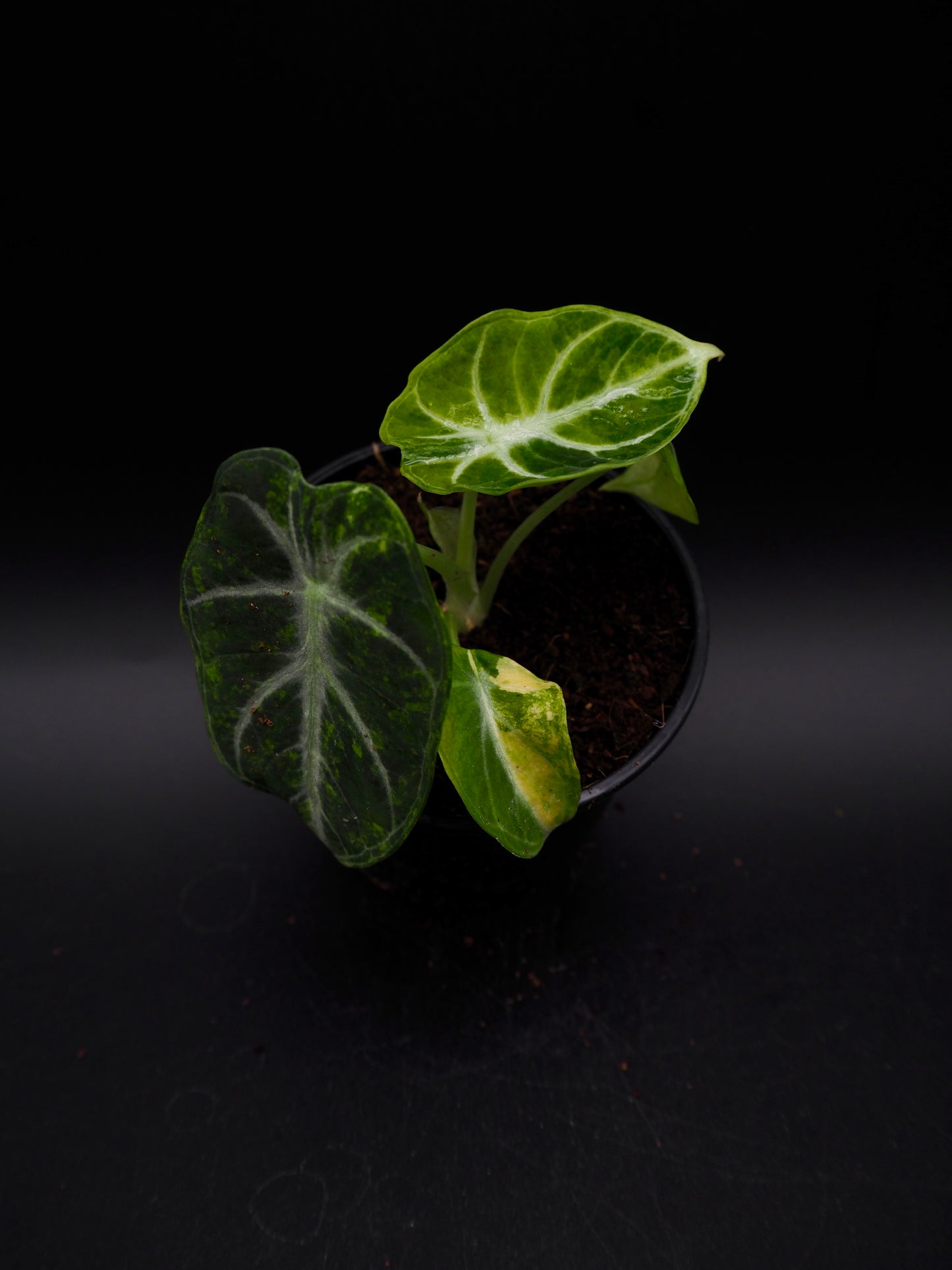 Alocasia Ninja Aurea