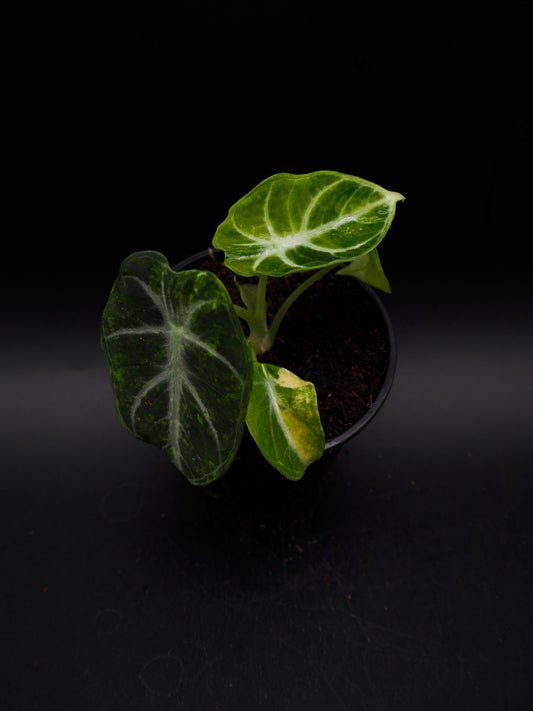 Alocasia Ninja Aurea