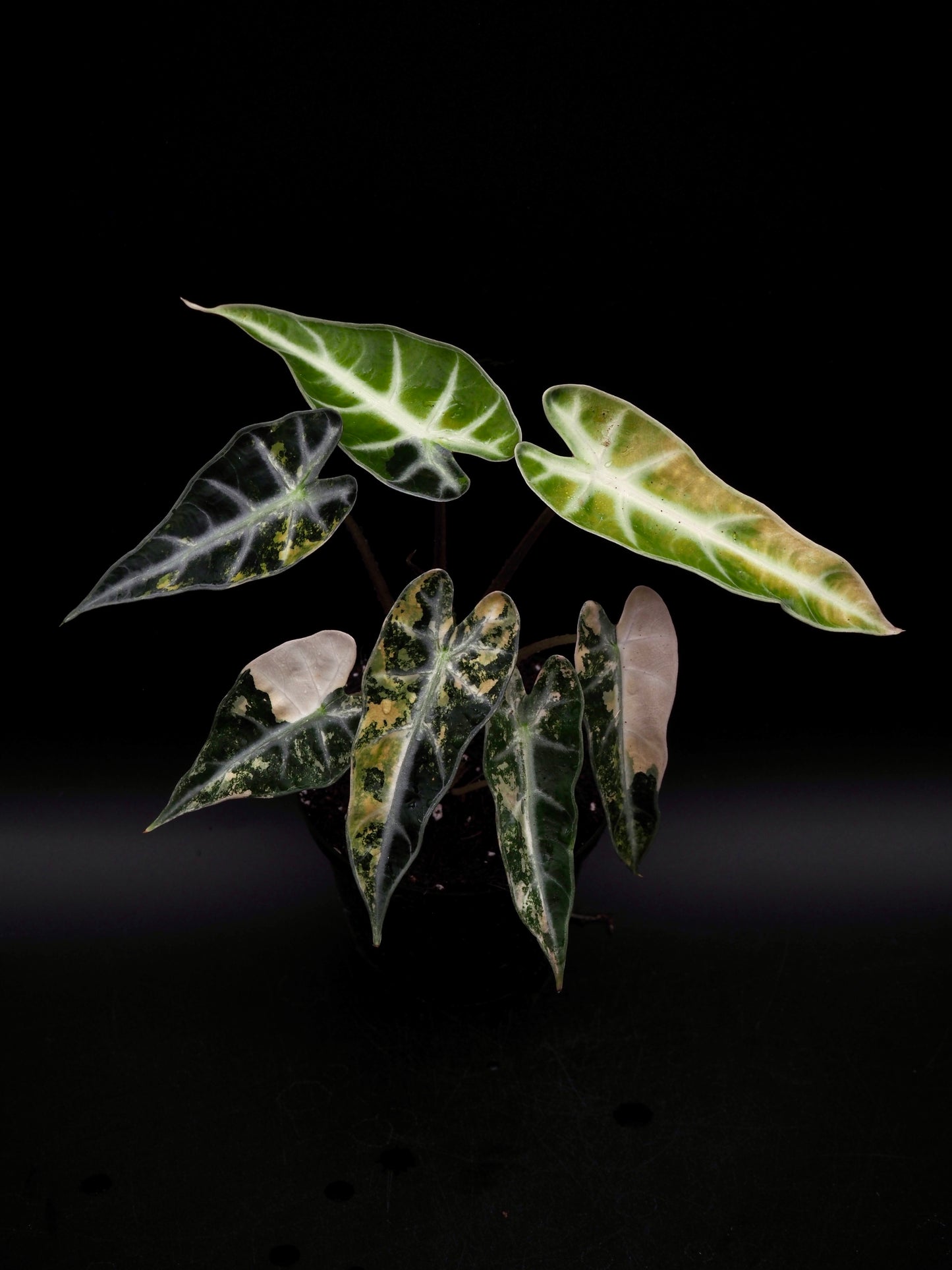 Alocasia Bambi Aurea