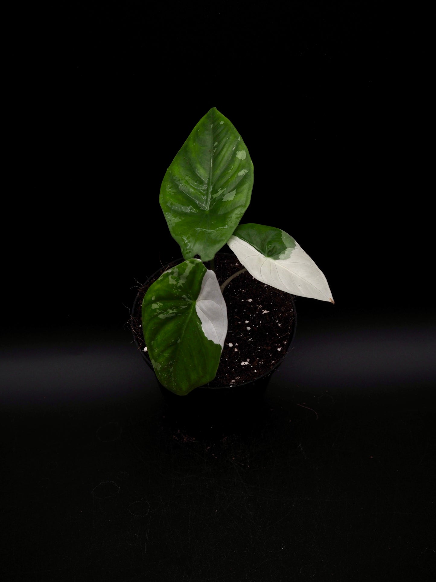 Alocasia Fornicata Albo