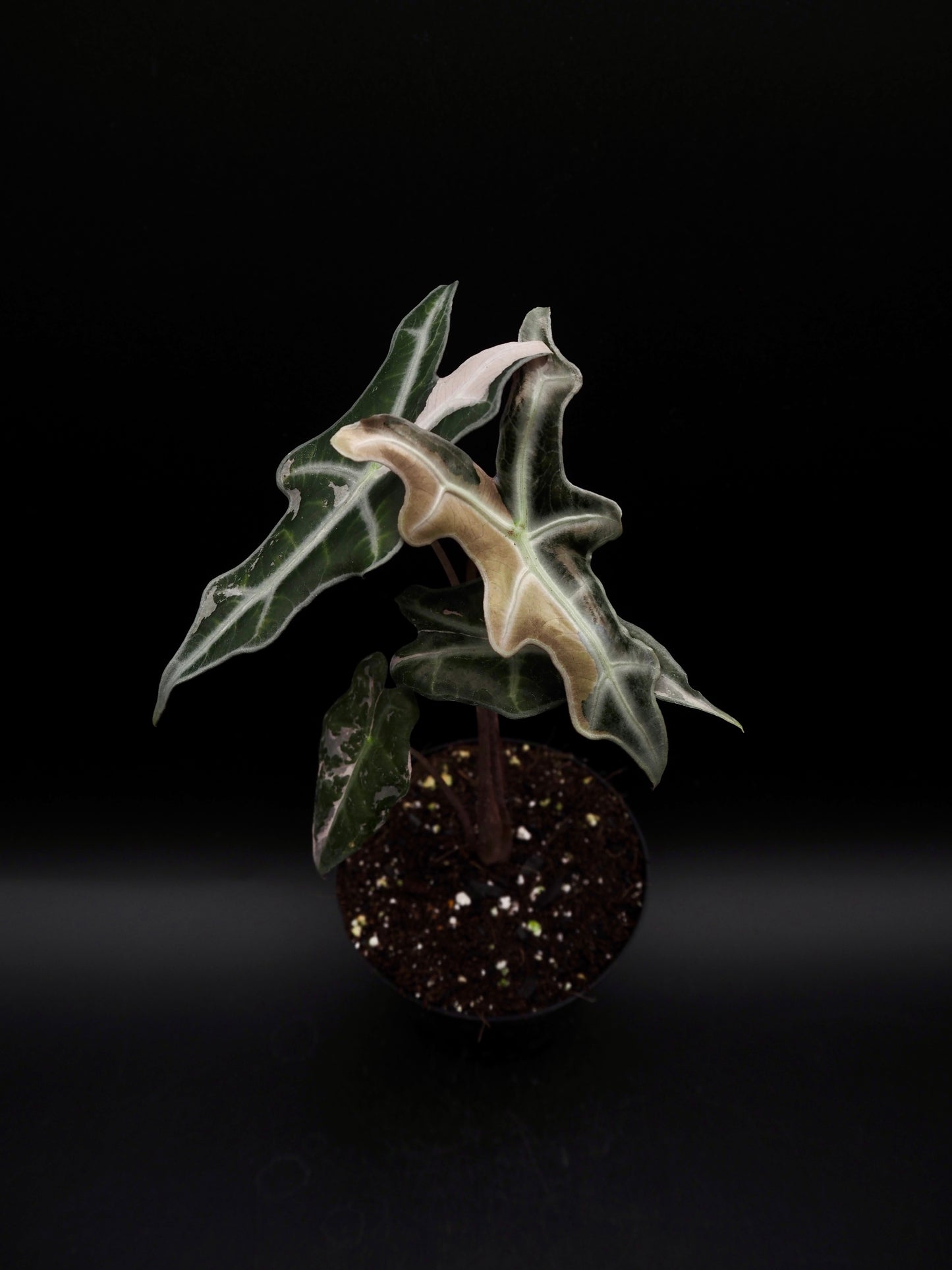 Alocasia Nobilis Pink