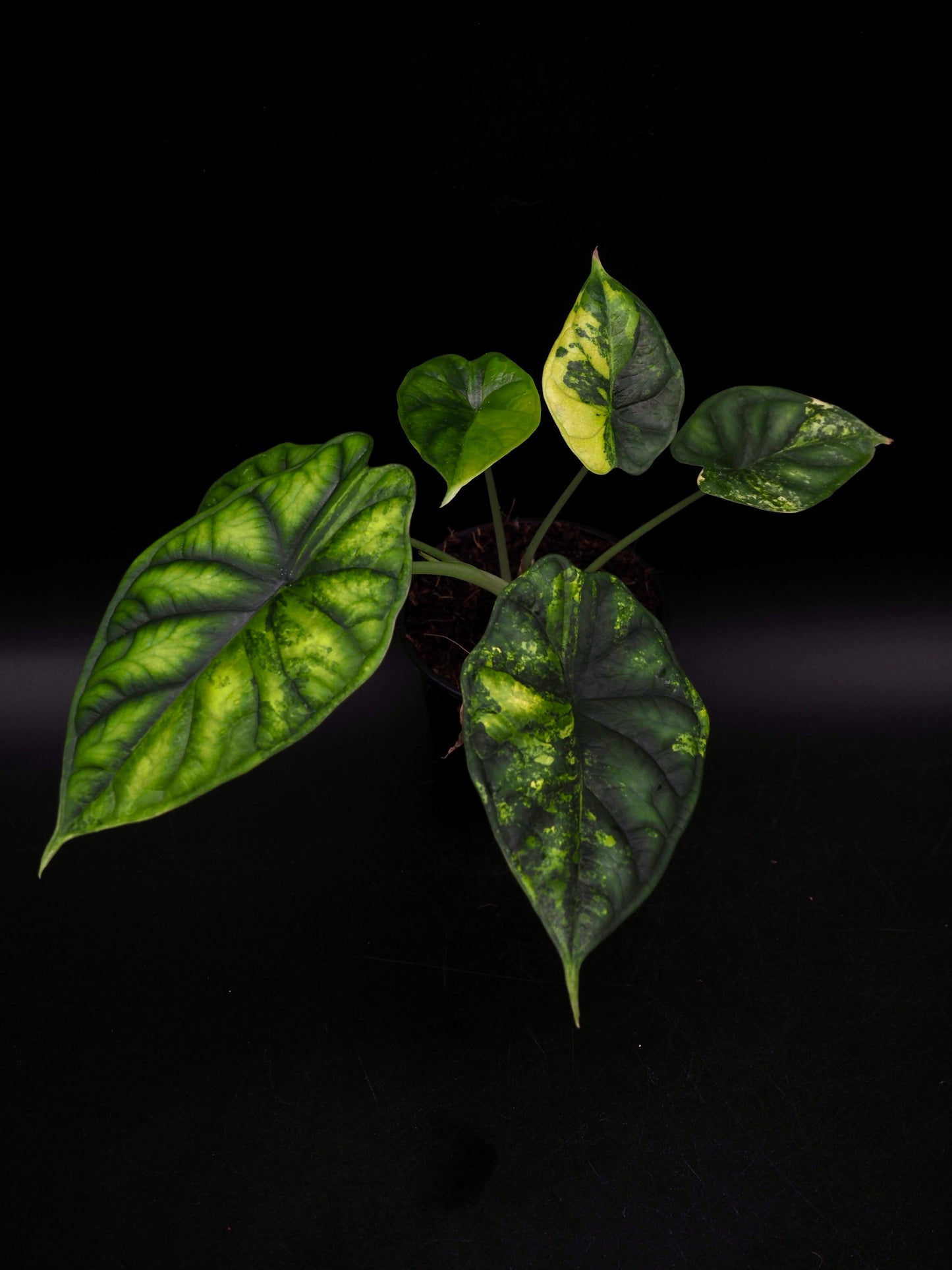 Alocasia Dragon Scale Aurea