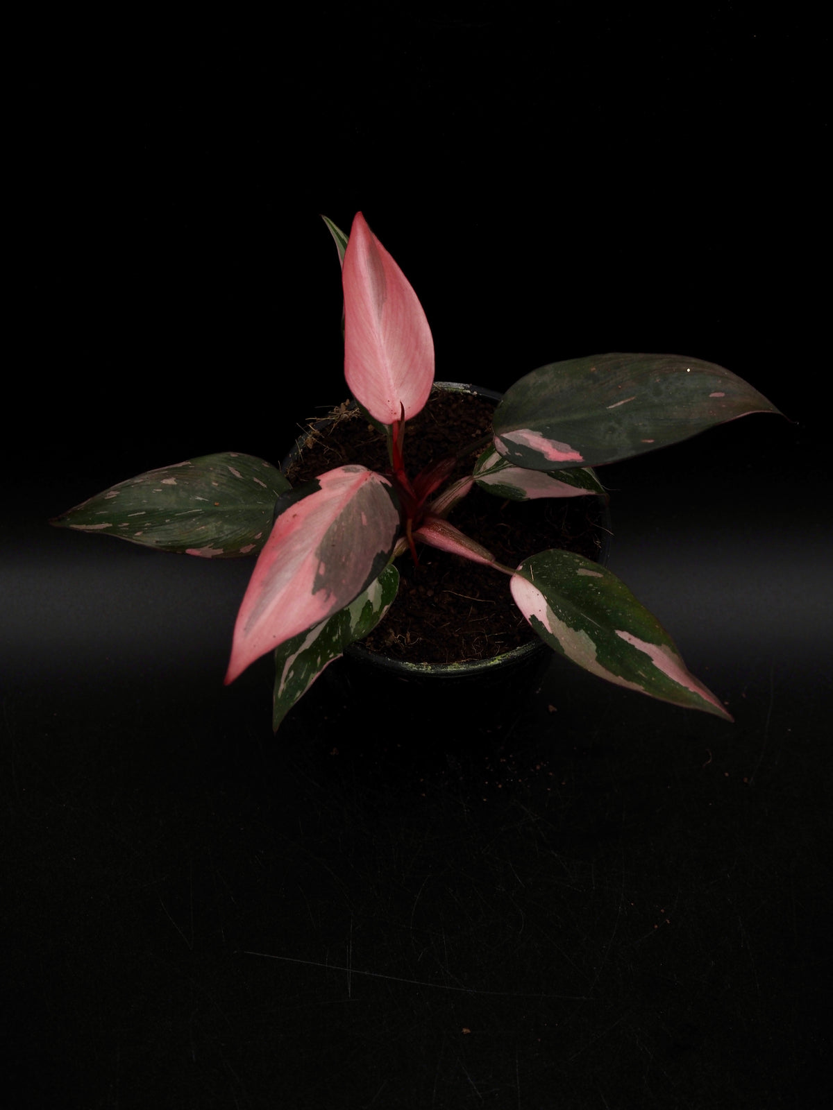 Philodendron Pink Princess Galaxy