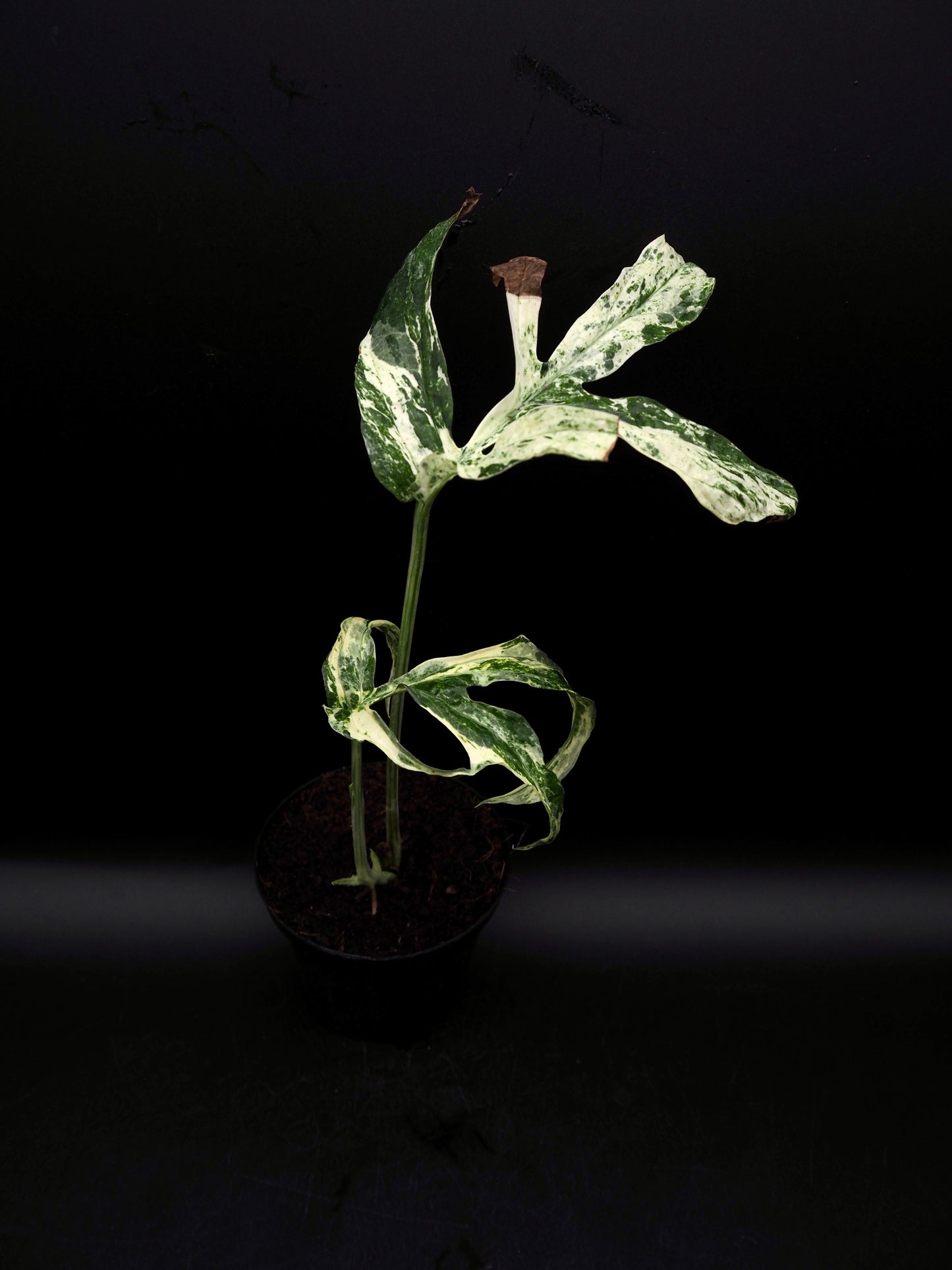 Amydrium variégata