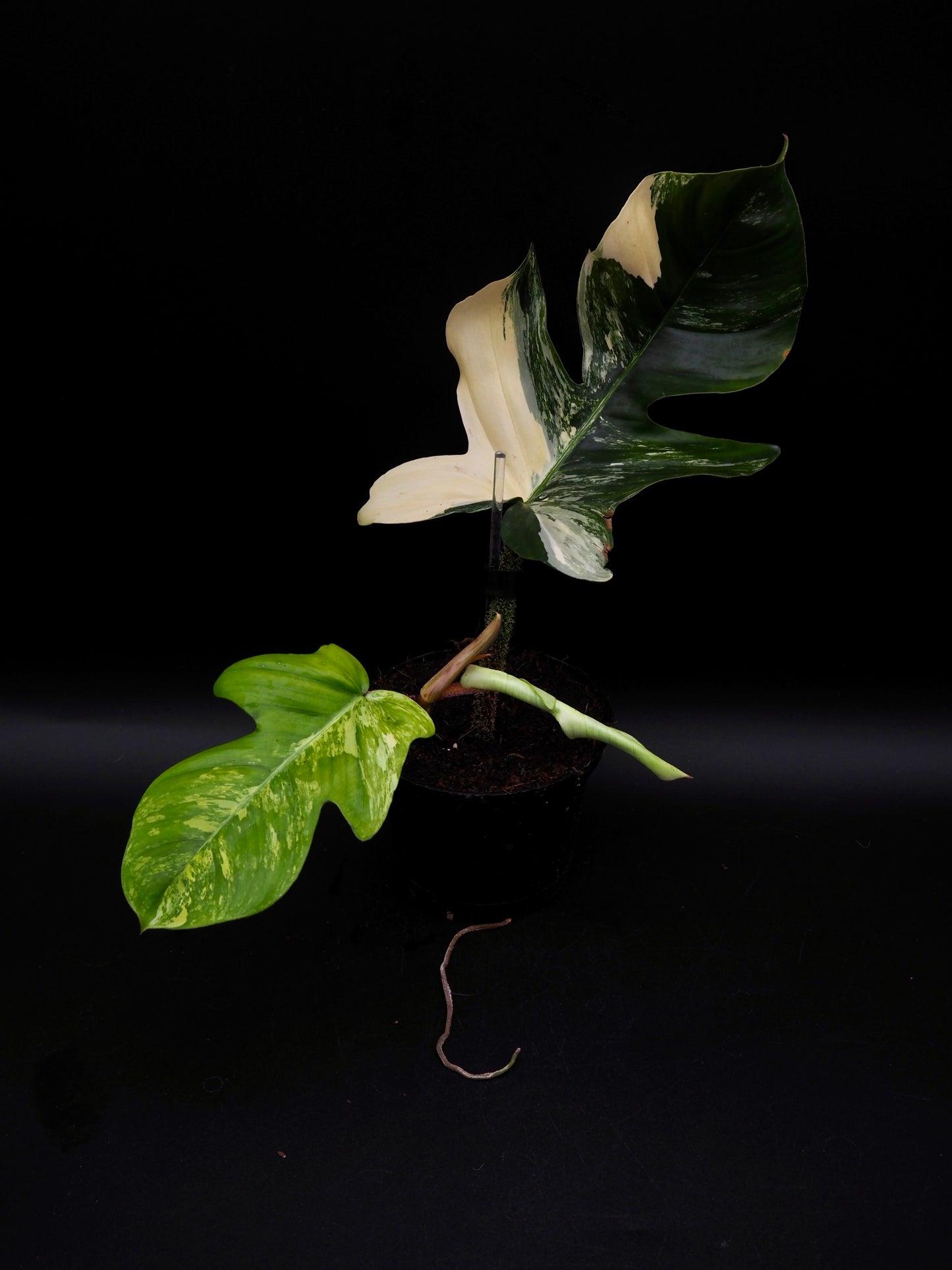 Philodendron Squamiferum Aurea Variegata