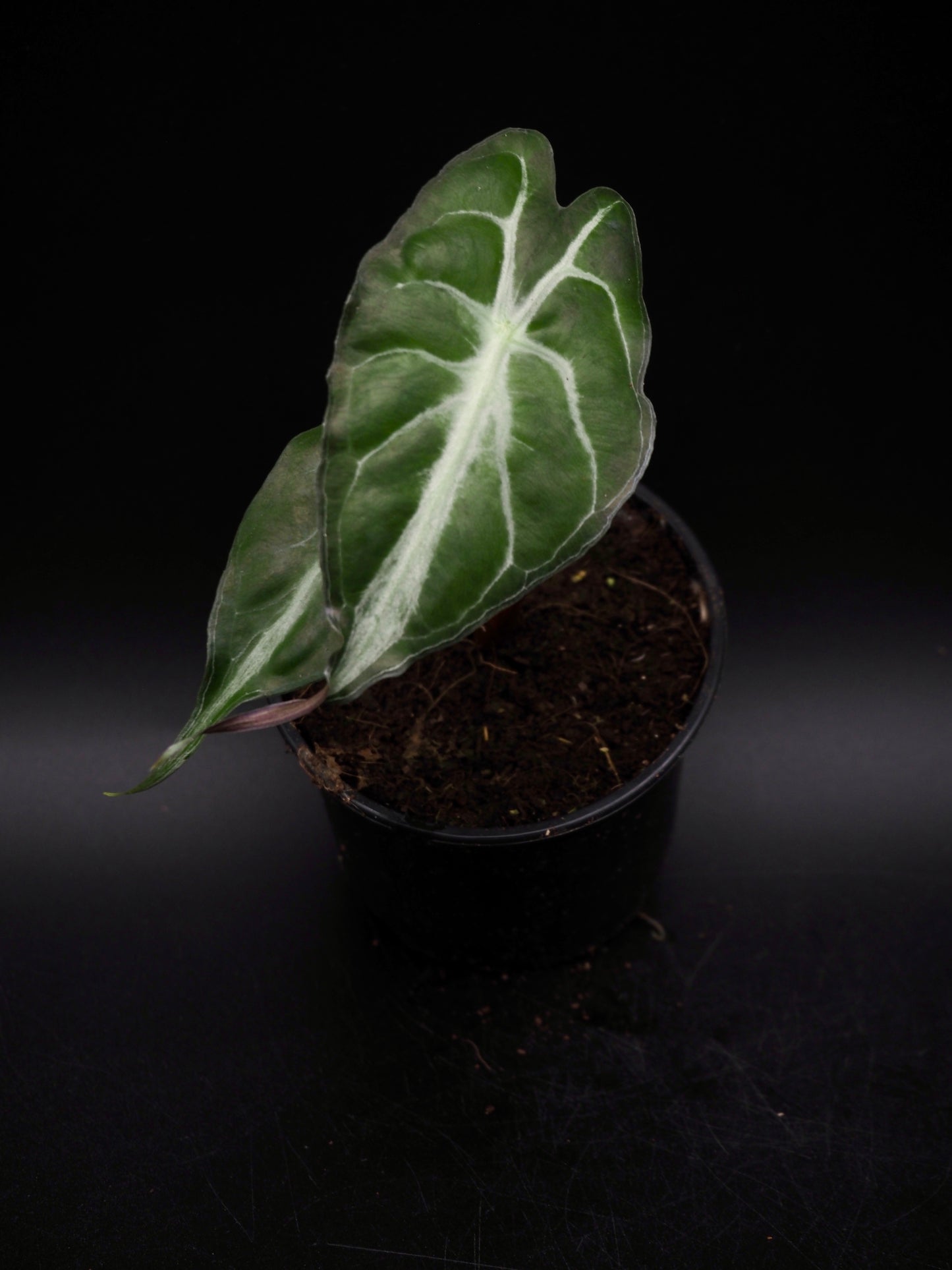 Alocasia Venom S
