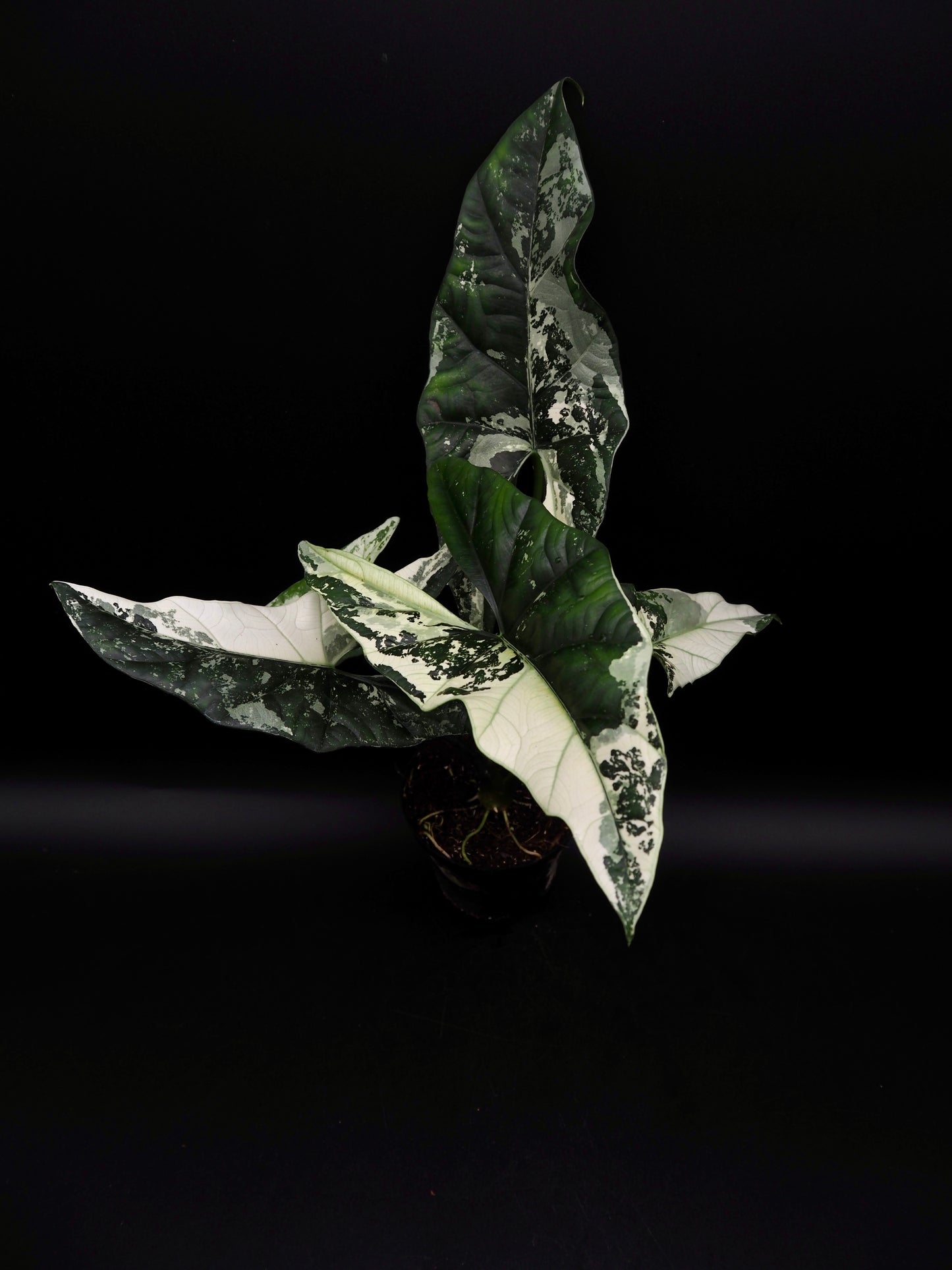 Alocasia Simpo Albo