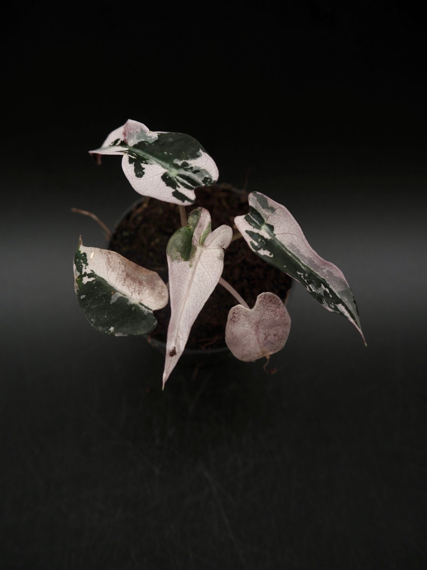 Alocasia Bambino Pink Variegata