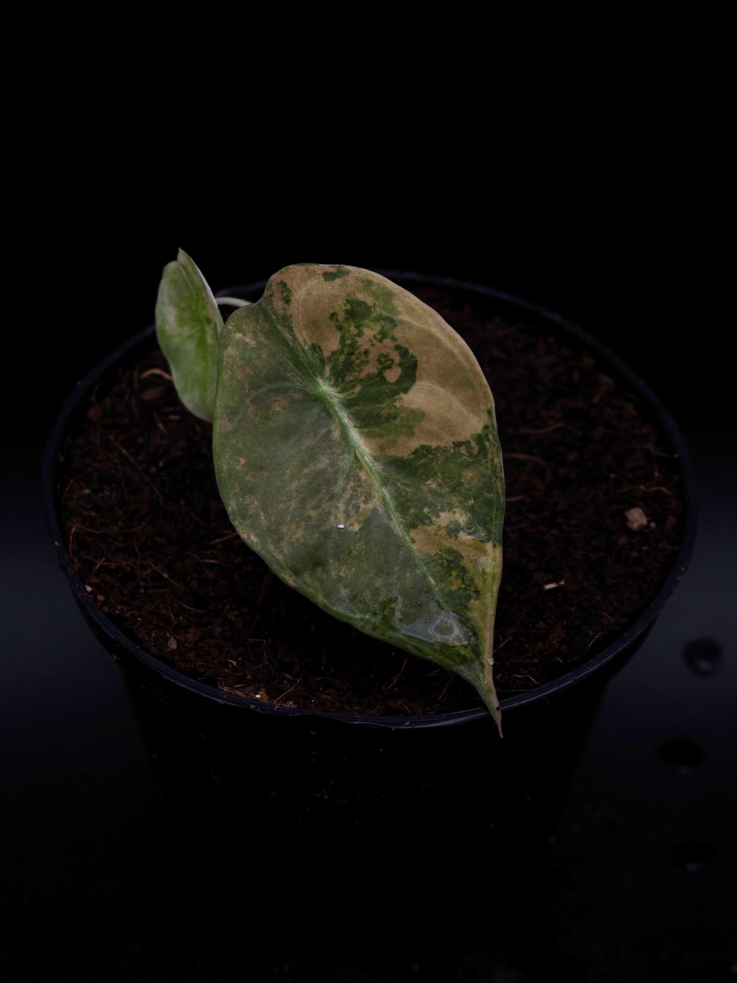 Alocasia Sedenii Aurea