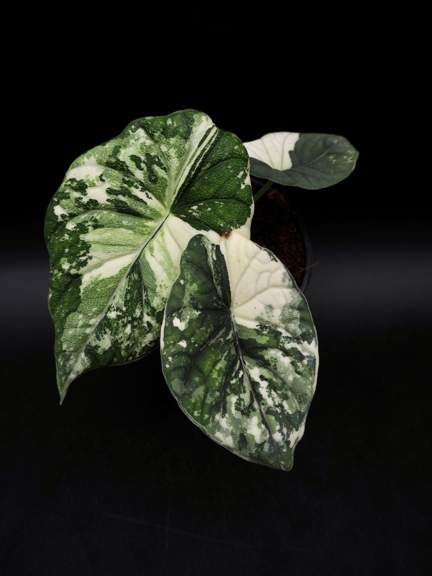 Alocasia Melo Albo