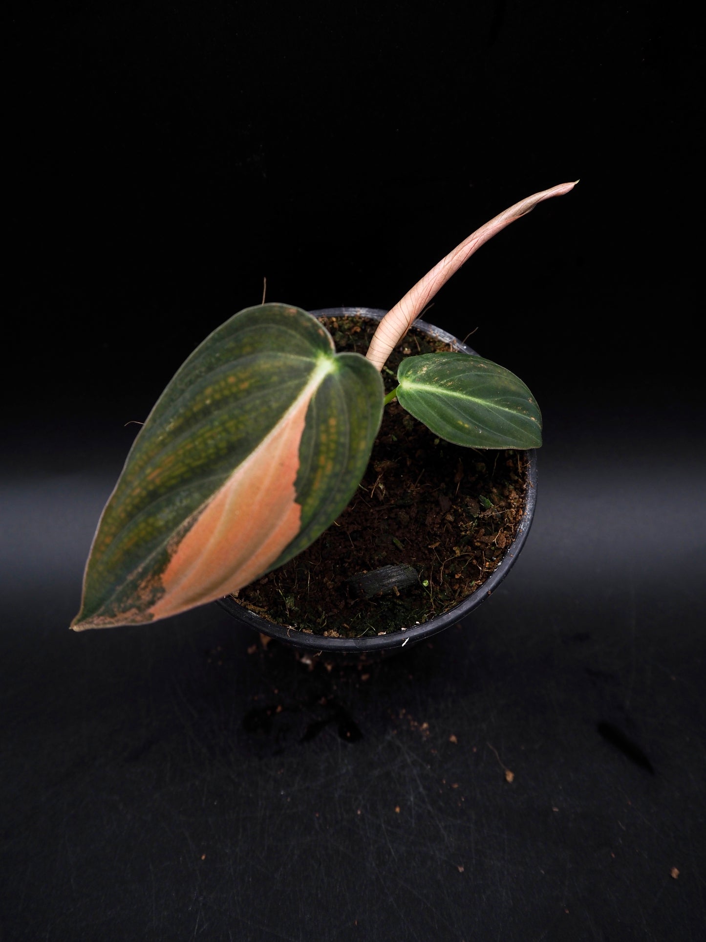 Philodendron Melanochrysum Bonfire