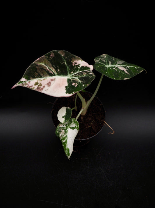 Alocasia Noir Velours Rose