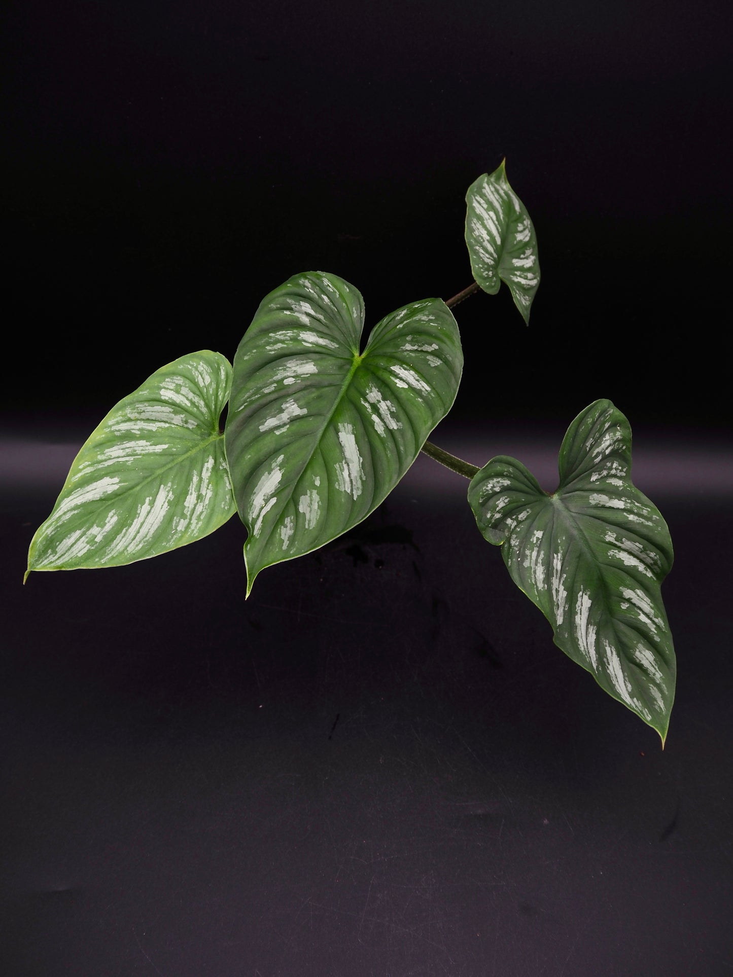 Philodendron Mamei