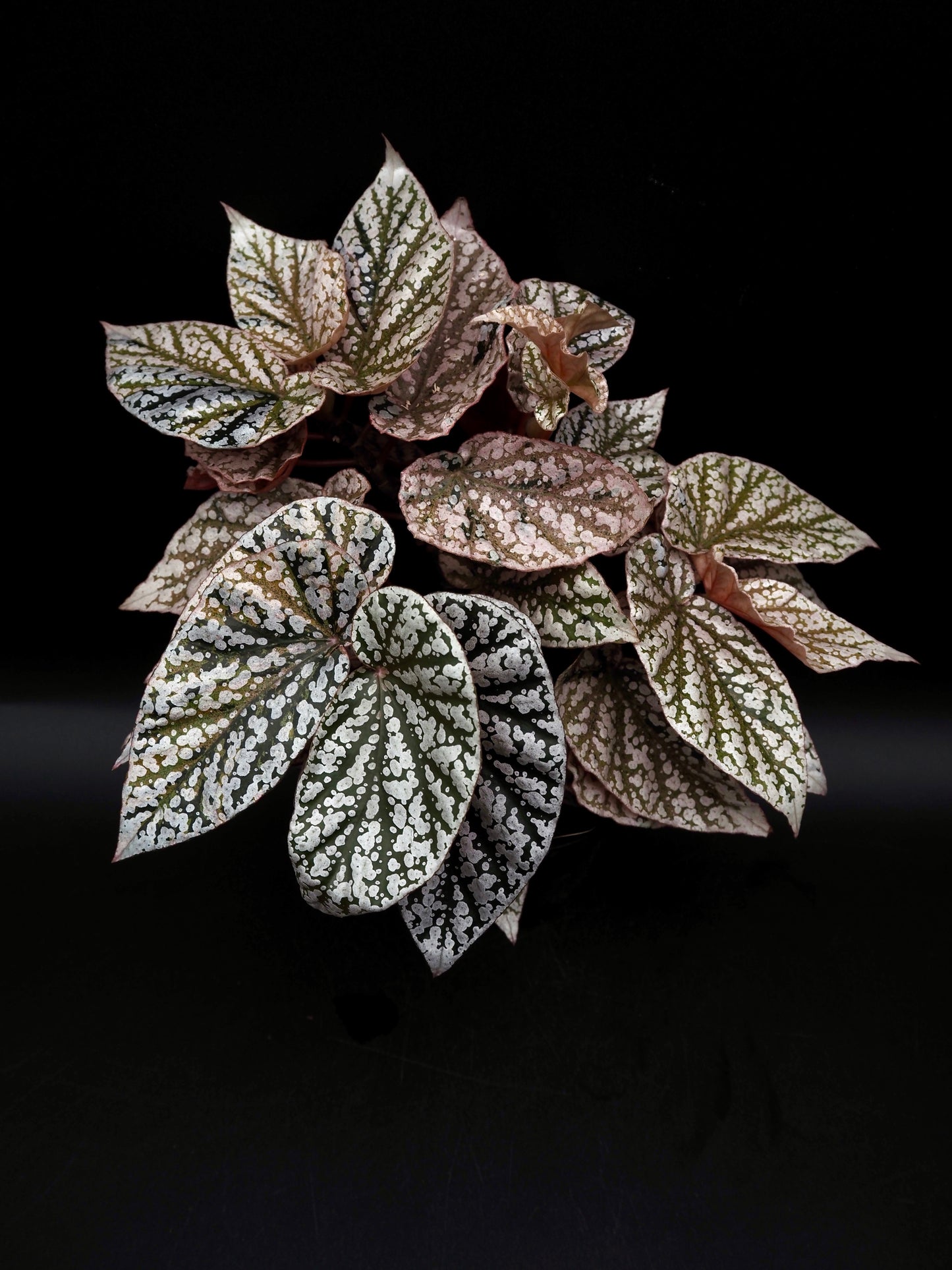Begonia Snow capped variegata